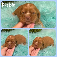 Korbin, a male Cocker Spaniel for sale in Jacksonville, FL – 1 of 1