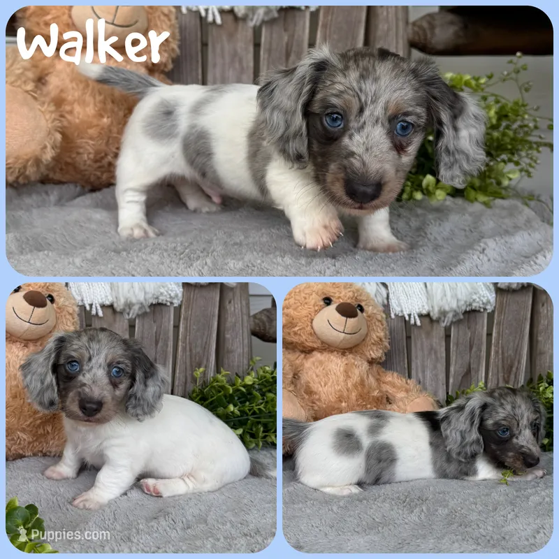 Walker – Miniature Dachshund puppy for sale in Jacksonville, FL