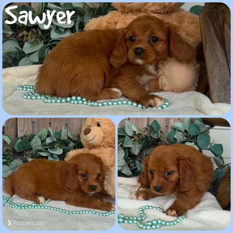 Sawyer – Cavapoo puppy for sale in Jacksonville, FL