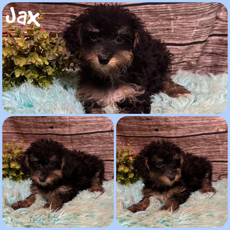 Jax – Schnoodle puppy for sale in Jacksonville, FL