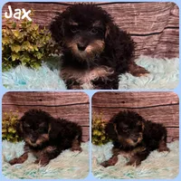 Jax, a male Schnoodle for sale in Jacksonville, FL – 1 of 1