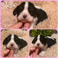 Bella, a female Cavalier King Charles Spaniel for sale in Jacksonville, FL – 1 of 1