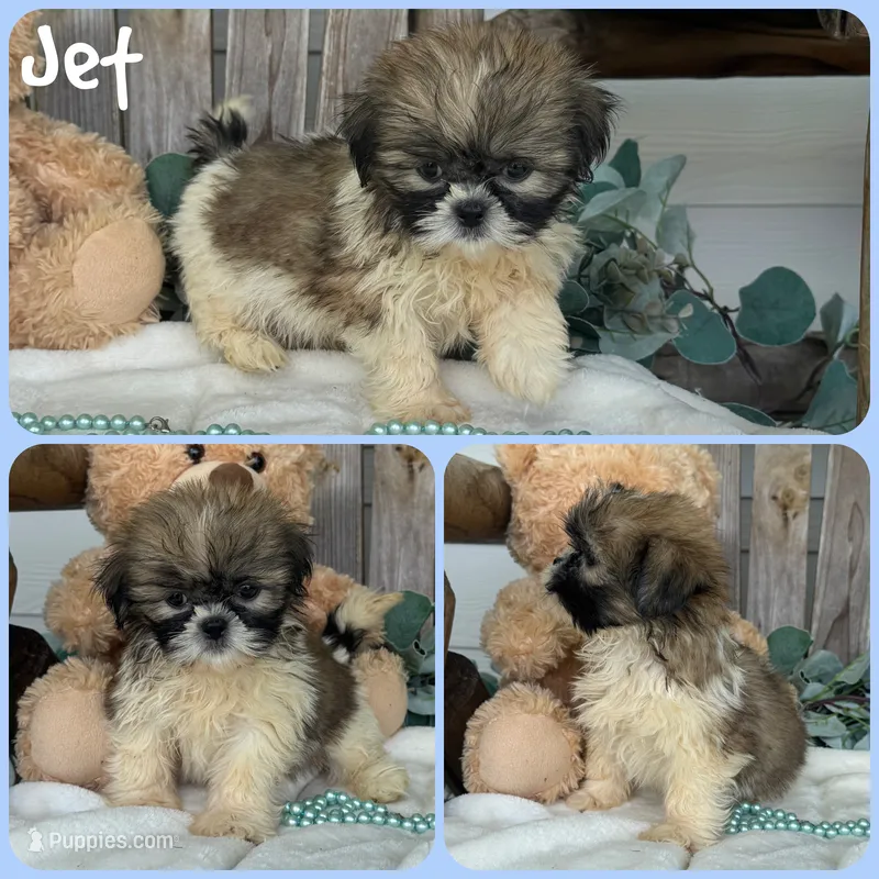 Jet, a male Shih Tzu for sale in Jacksonville, FL – 1 of 1