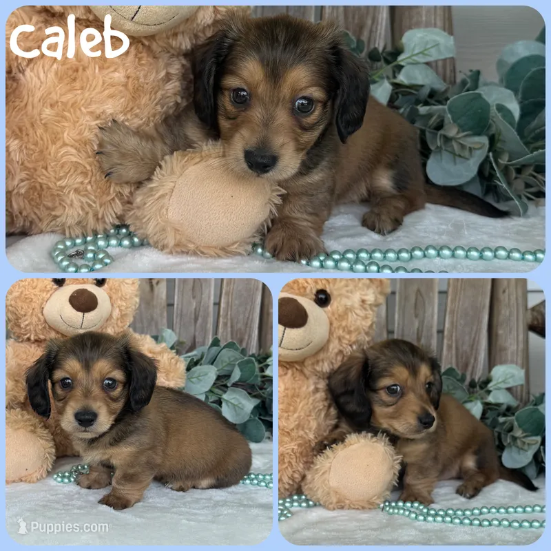 Caleb – Miniature Dachshund puppy for sale in Jacksonville, FL