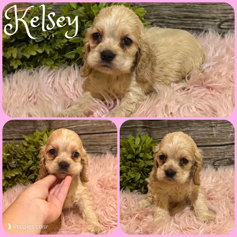Kelsey – Cocker Spaniel puppy for sale in Jacksonville, FL