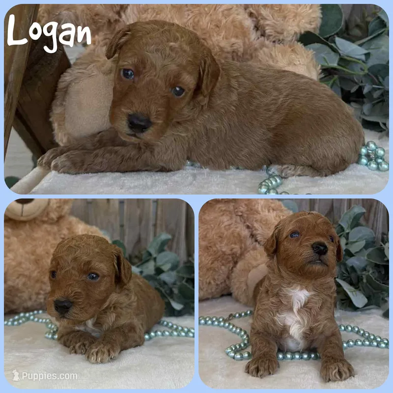 Logan – Poodle - Toy  puppy for sale in Jacksonville, FL