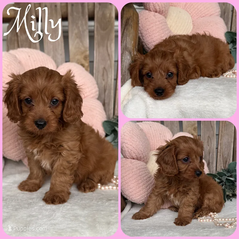 Milly – Cavapoo puppy for sale in Jacksonville, FL