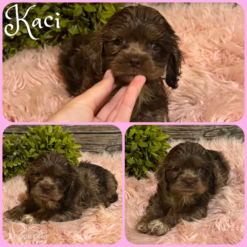 Kaci – Cocker Spaniel puppy for sale in Jacksonville, FL