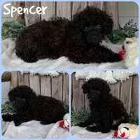Spencer, a male Poodle - Toy  for sale in Jacksonville, FL – 1 of 1