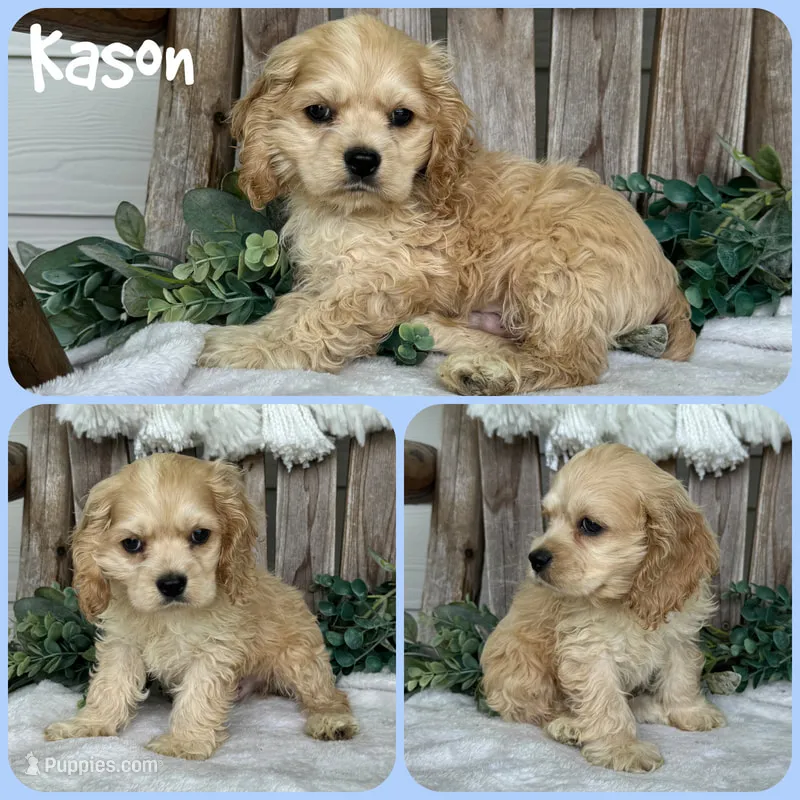 Kason – Cocker Spaniel puppy for sale in Jacksonville, FL