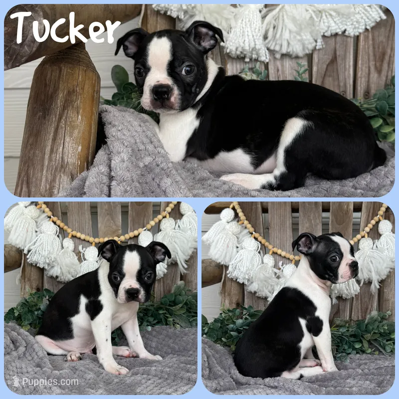 Tucker – Boston Terrier puppy for sale in Jacksonville, FL