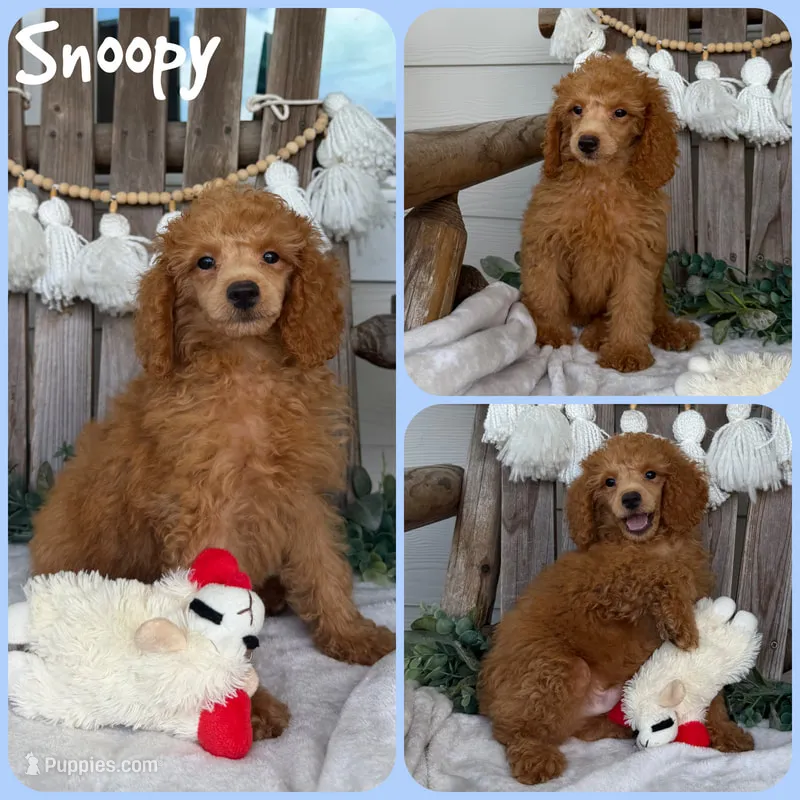Snoopy – Poodle - Toy  puppy for sale in Jacksonville, FL