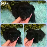 Ivan, a male Shihpoo for sale in Jacksonville, FL – 1 of 1