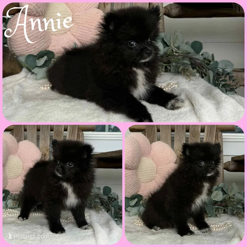 Annie – Pomeranian puppy for sale in Jacksonville, FL