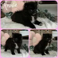 Annie, a female Pomeranian for sale in Jacksonville, FL – 1 of 1