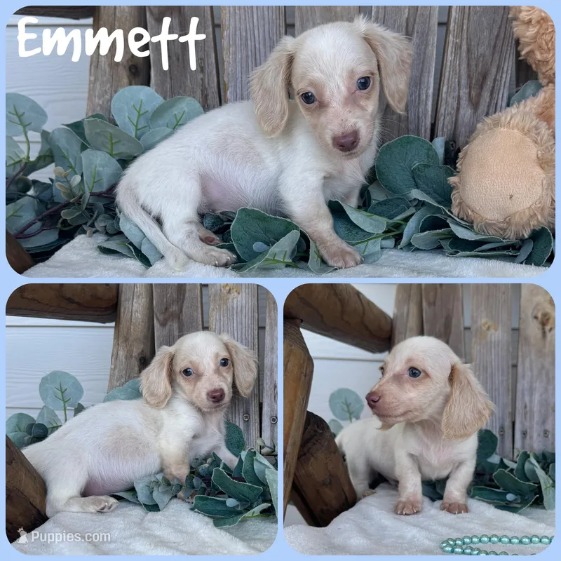 Emmett – Miniature Dachshund puppy for sale in Jacksonville, FL