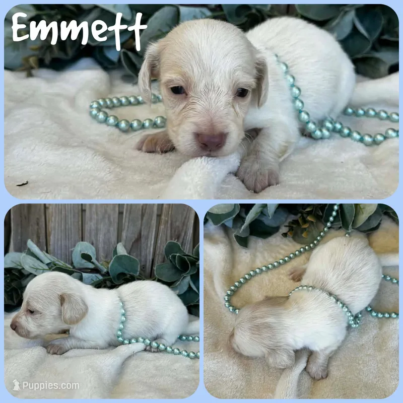 Emmett, a female Miniature Dachshund for sale in Jacksonville, FL – Photo 1 of 1