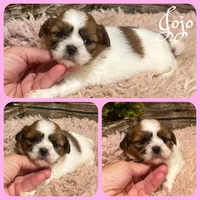 Jojo, a female Shih Tzu for sale in Jacksonville, FL – 1 of 1