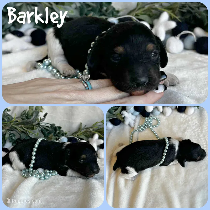 Barkley
