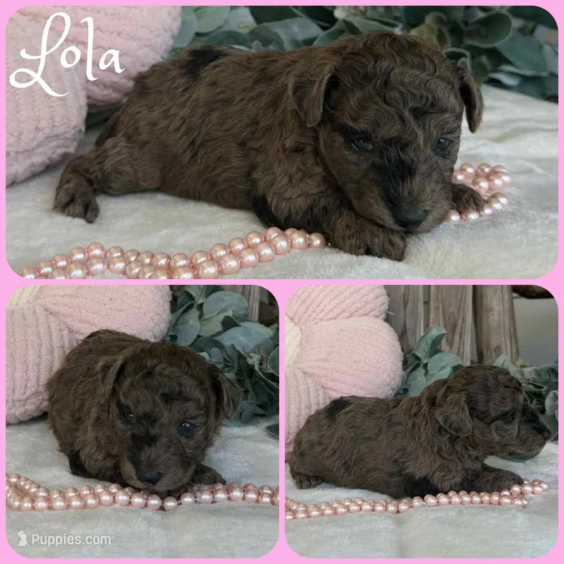 Lola