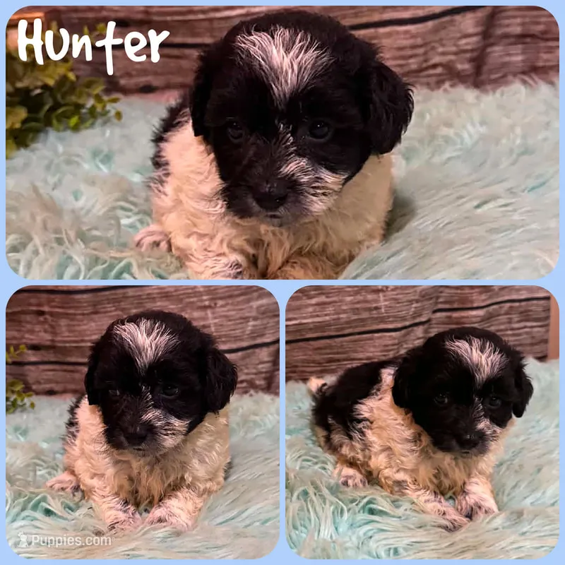 Hunter – Shihpoo puppy for sale in Jacksonville, FL