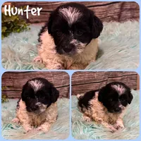 Hunter, a male Shihpoo for sale in Jacksonville, FL – 1 of 1