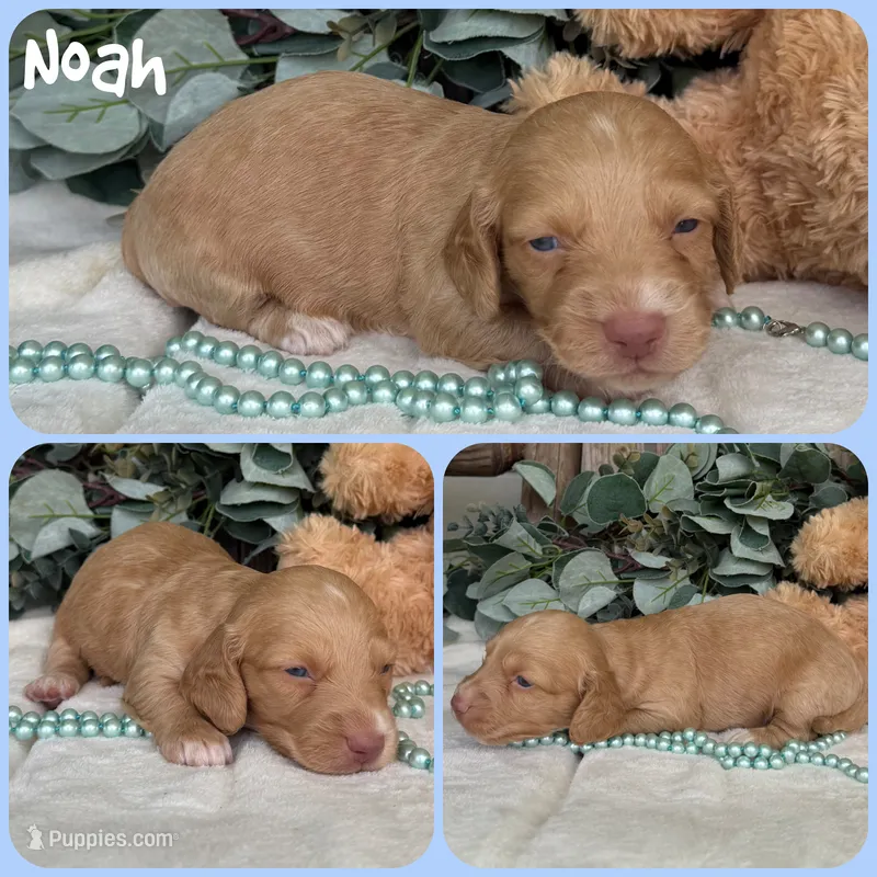 Noah – Miniature Dachshund puppy for sale in Jacksonville, FL