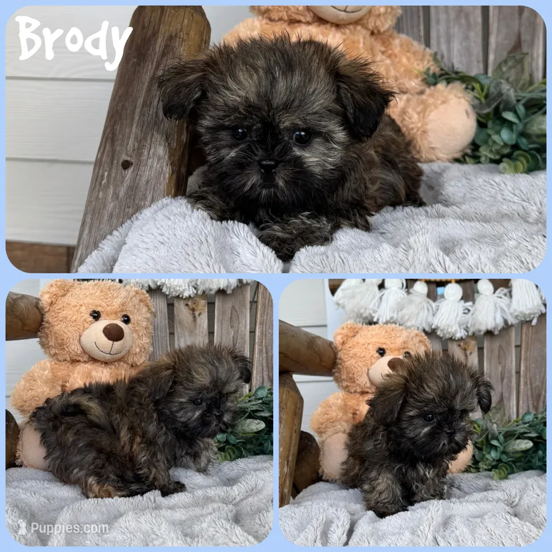 Brody – Shih Tzu puppy for sale in Jacksonville, FL
