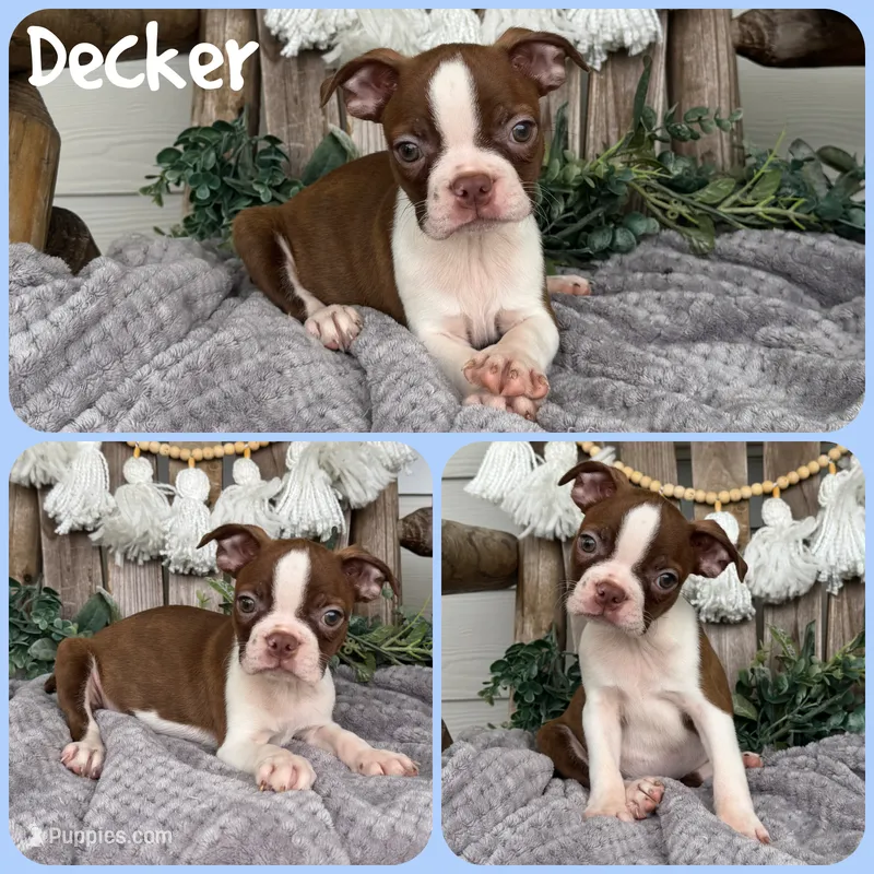 Decker – Boston Terrier puppy for sale in Jacksonville, FL