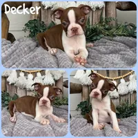 Decker, a male Boston Terrier for sale in Jacksonville, FL – 1 of 1