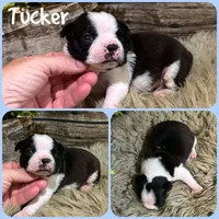 Tucker, a male Boston Terrier for sale in Jacksonville, FL – 1 of 1