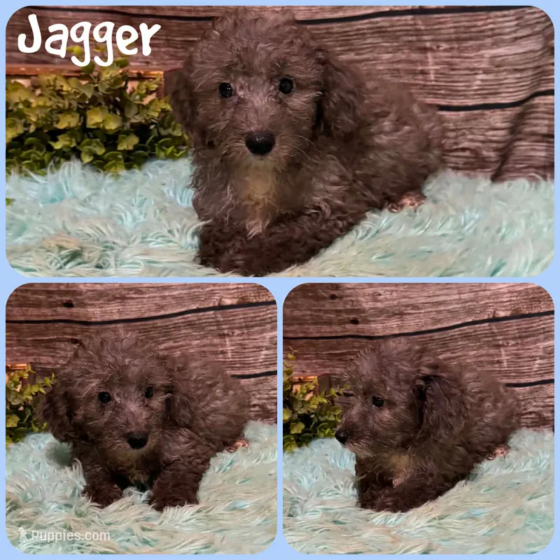 Jagger – Schnoodle puppy for sale in Jacksonville, FL