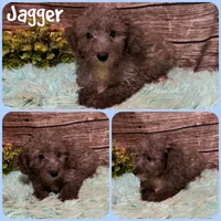 Jagger, a male Schnoodle for sale in Jacksonville, FL – 1 of 1