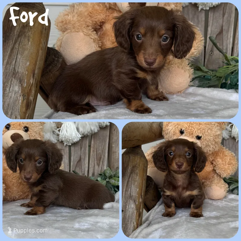 Ford – Miniature Dachshund puppy for sale in Jacksonville, FL