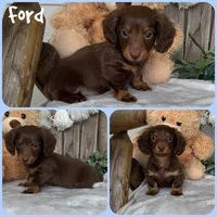Ford, a male Miniature Dachshund for sale in Jacksonville, FL – 1 of 1