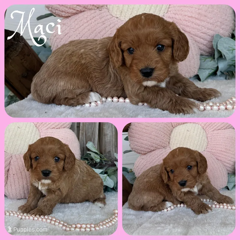 Maci – Cavapoo puppy for sale in Jacksonville, FL