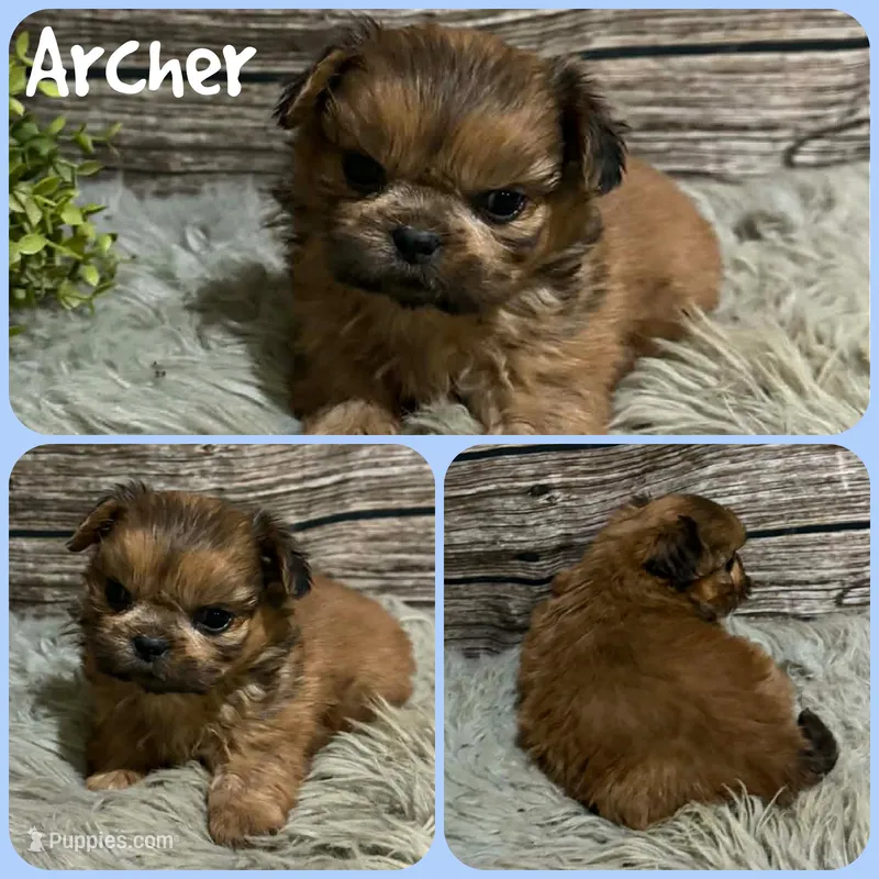 Archer