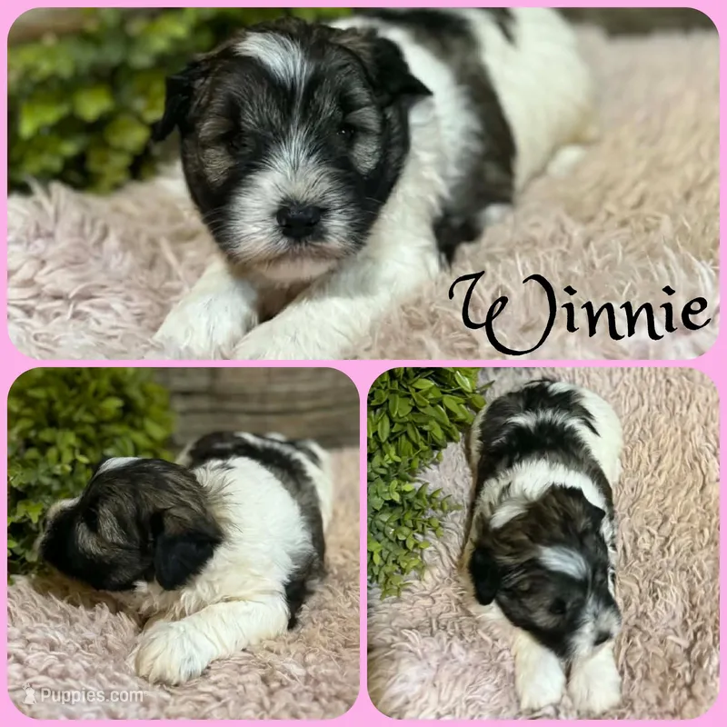 Winnie – Miniature Schnauzer puppy for sale in Jacksonville, FL