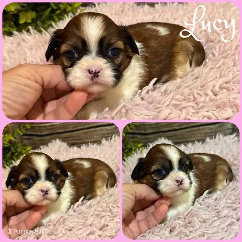Lucy – Shih Tzu puppy for sale in Jacksonville, FL