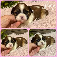 Lucy, a female Shih Tzu for sale in Jacksonville, FL – 1 of 1
