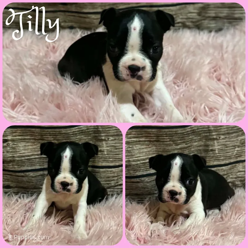 Tilly – Boston Terrier puppy for sale in Jacksonville, FL