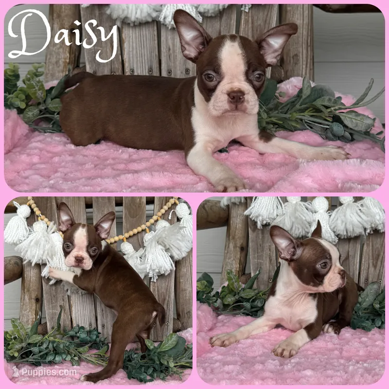 Daisy – Boston Terrier puppy for sale in Jacksonville, FL