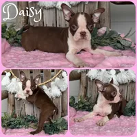 Daisy, a female Boston Terrier for sale in Jacksonville, FL – 1 of 1
