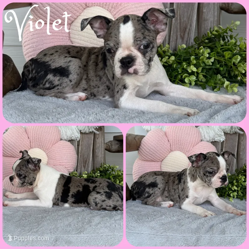 Violet – Boston Terrier puppy for sale in Jacksonville, FL