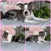 Violet, a female Boston Terrier for sale in Jacksonville, FL – 1 of 1