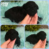 Iggy, a male Shihpoo for sale in Jacksonville, FL – 1 of 1