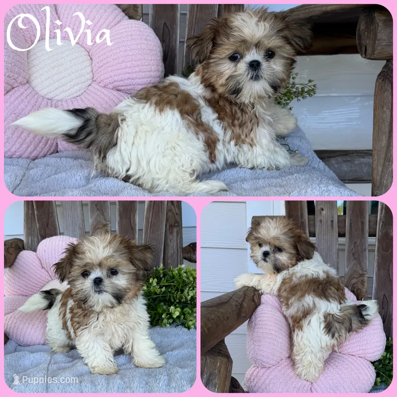 Olivia – Shih Tzu puppy for sale in Jacksonville, FL