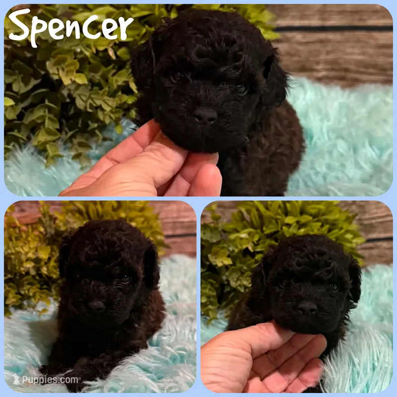 Spencer – Poodle - Toy  puppy for sale in Jacksonville, FL