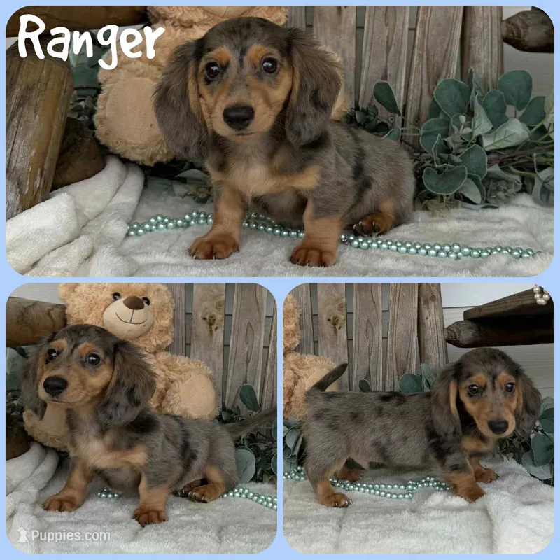 Ranger – Miniature Dachshund puppy for sale in Jacksonville, FL