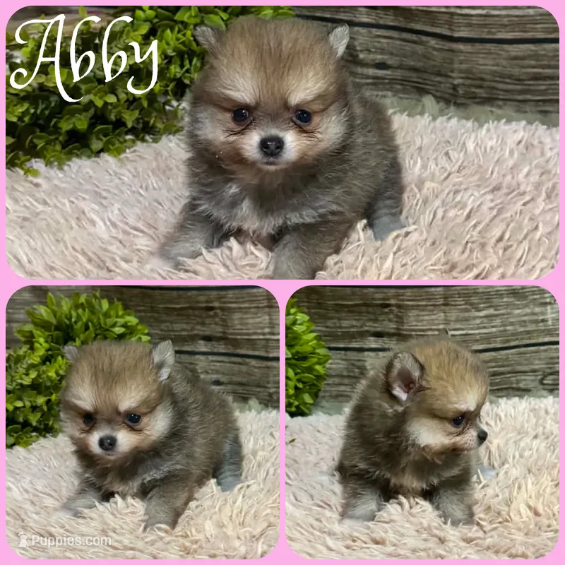 Abby – Pomeranian puppy for sale in Jacksonville, FL